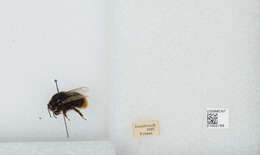 Слика од Bombus confusus Schenck 1861