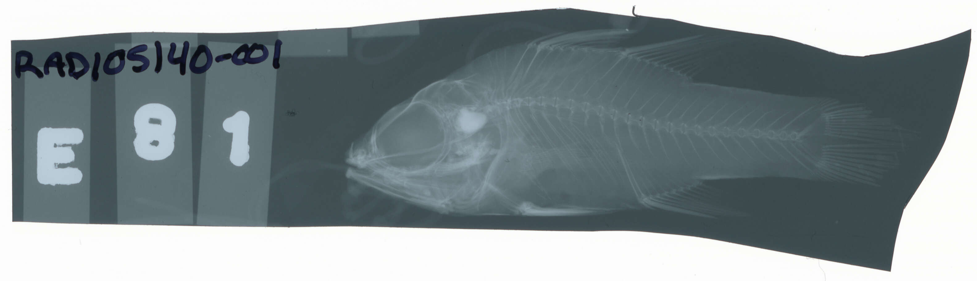 Image of Ostorhinchus aroubiensis (Hombron & Jacquinot 1853)