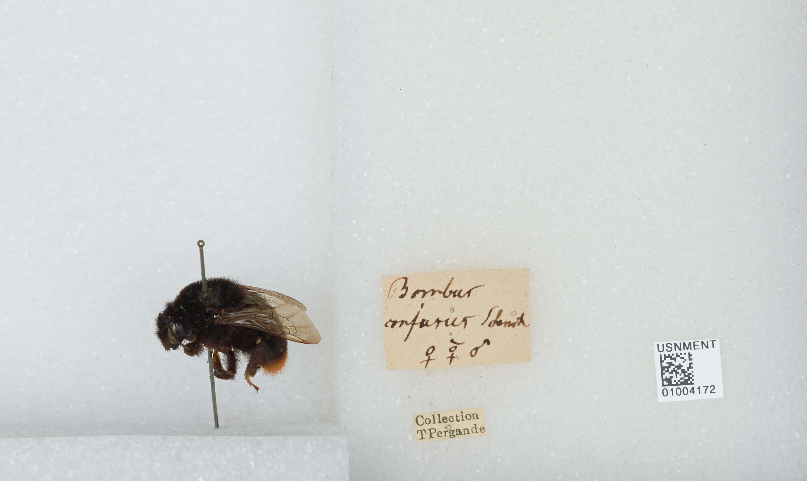 Слика од Bombus confusus Schenck 1861