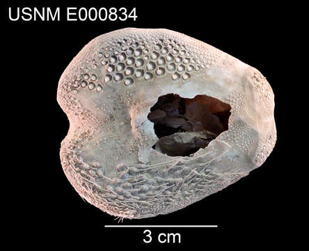 Pseudolovenia A. Agassiz & H. L. Clark 1907 resmi