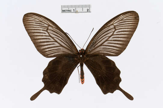 Image of Pachliopta atropos (Staudinger 1888)