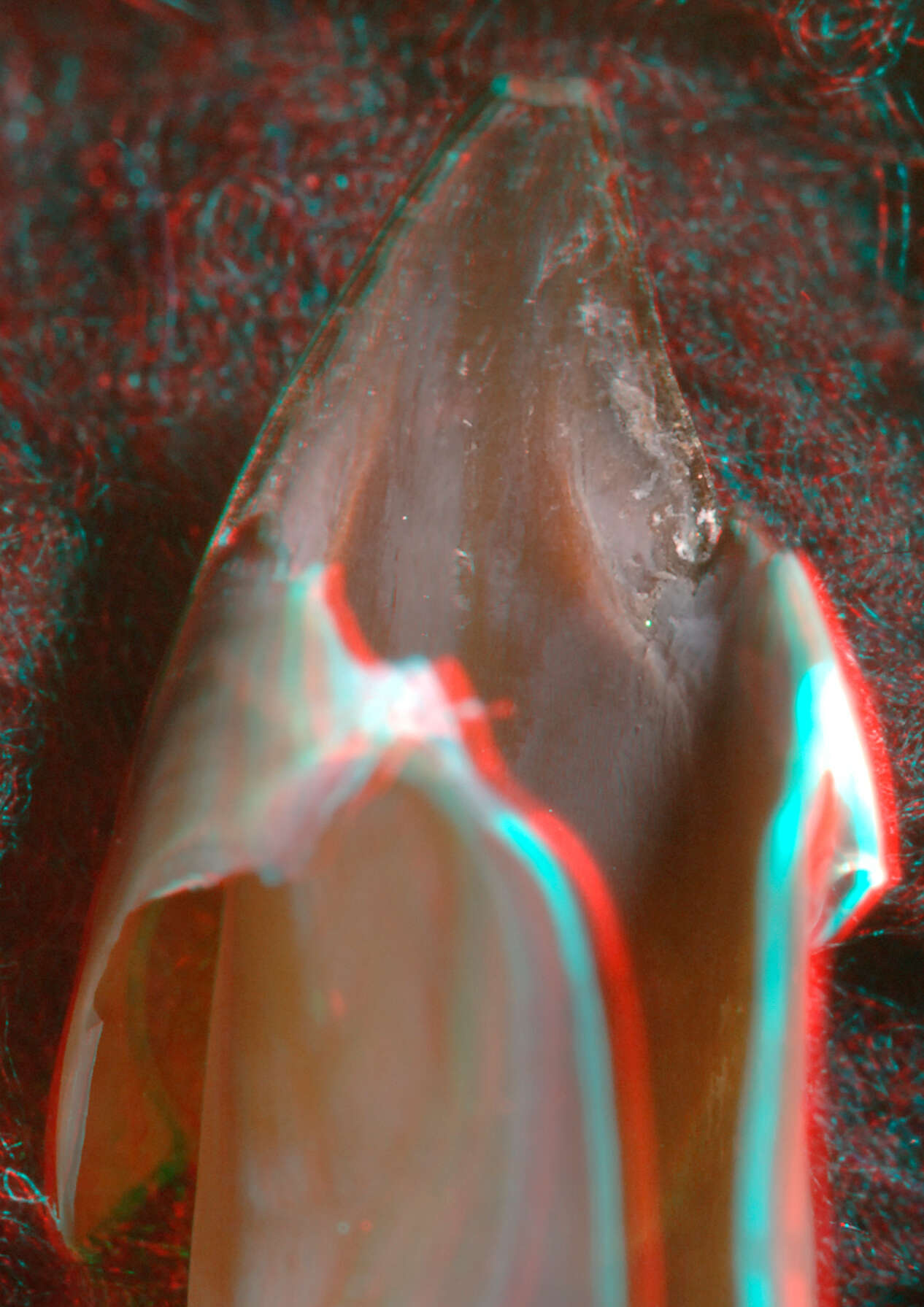 Image of arrow-finned squid