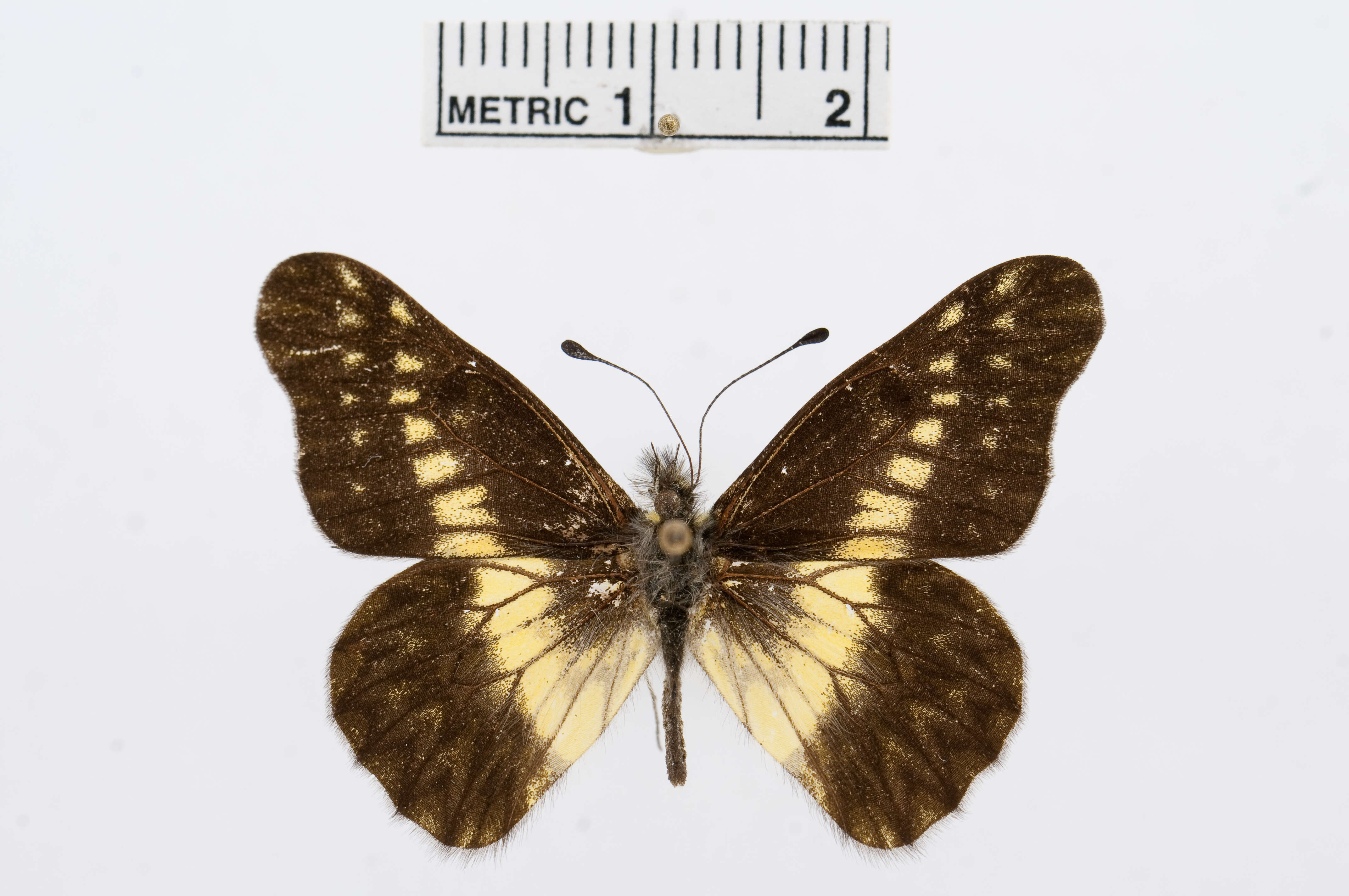 Image of Catasticta scaeva Röber 1909