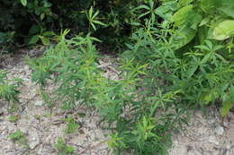 صورة Coreopsis major Walt.