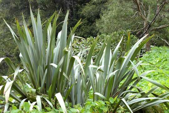 Image of New Zealand flax