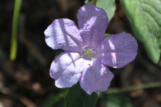 Image of Carolina wild petunia