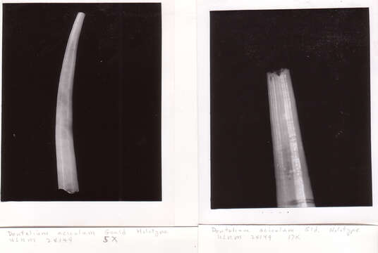 Image of Dentalium aciculum Gould 1859