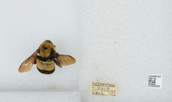 Слика од Bombus affinis Cresson 1864