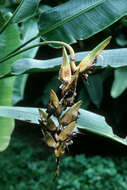 Image of Heliconia marginata (Griggs) Pittier