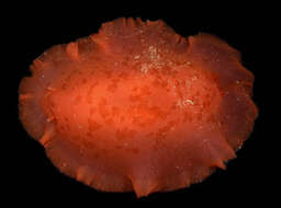 Image of Nudibranchia