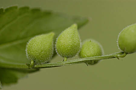 Sivun Priva lappulacea (L.) Pers. kuva