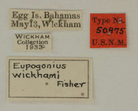 Image of Eupogonius wickhami Fisher 1935