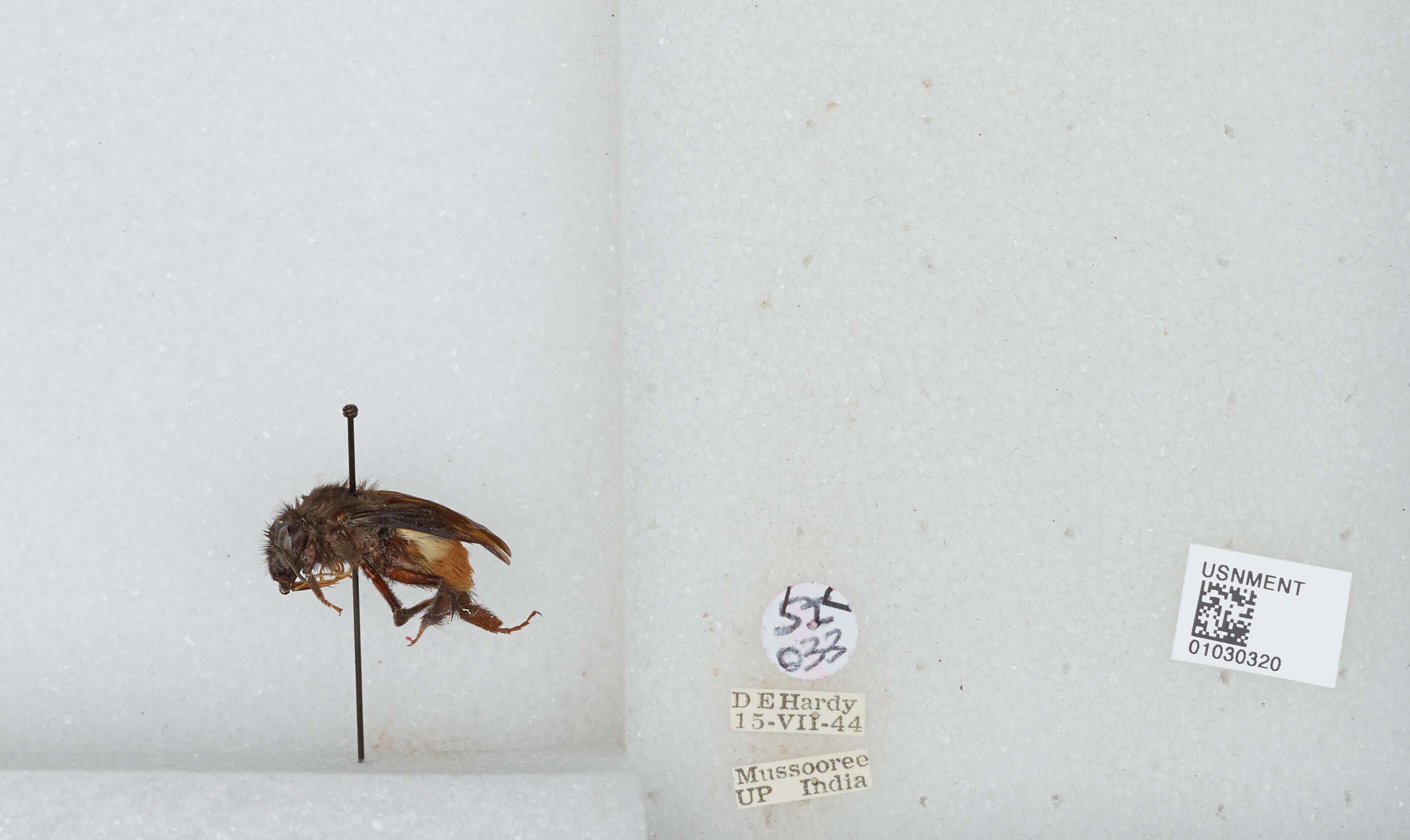 Image of Bombus trifasciatus Smith 1852