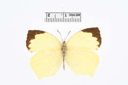 Image of Salome Yellow