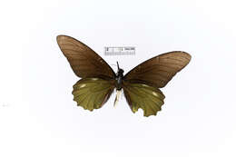 Слика од Papilio belus
