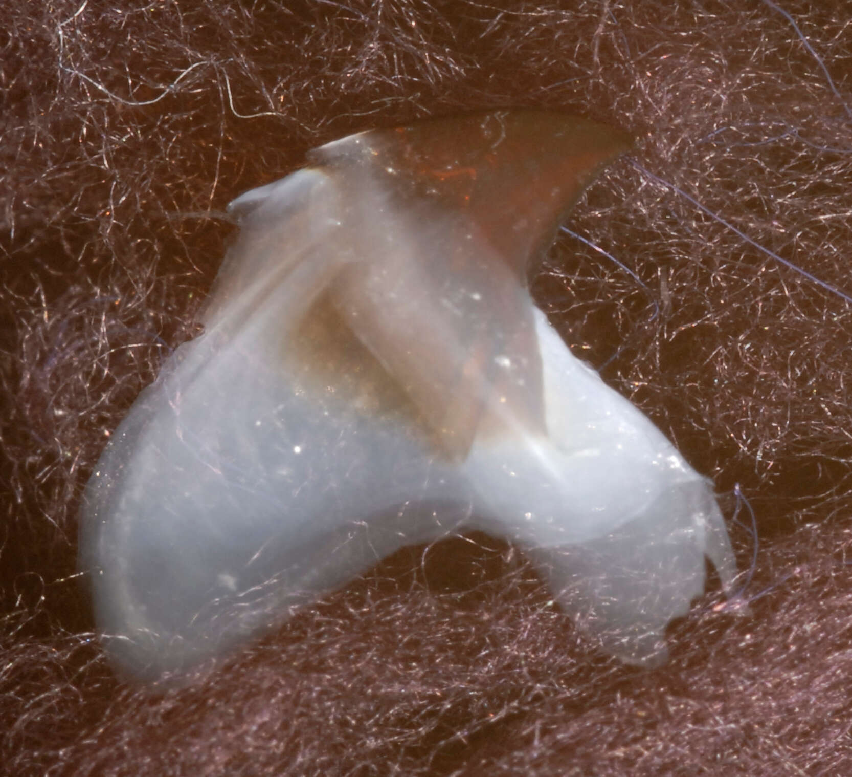 Image of Bonpland's squid