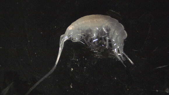 Image of Amphipoda