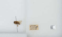 Imagem de Bombus diversus Smith 1869