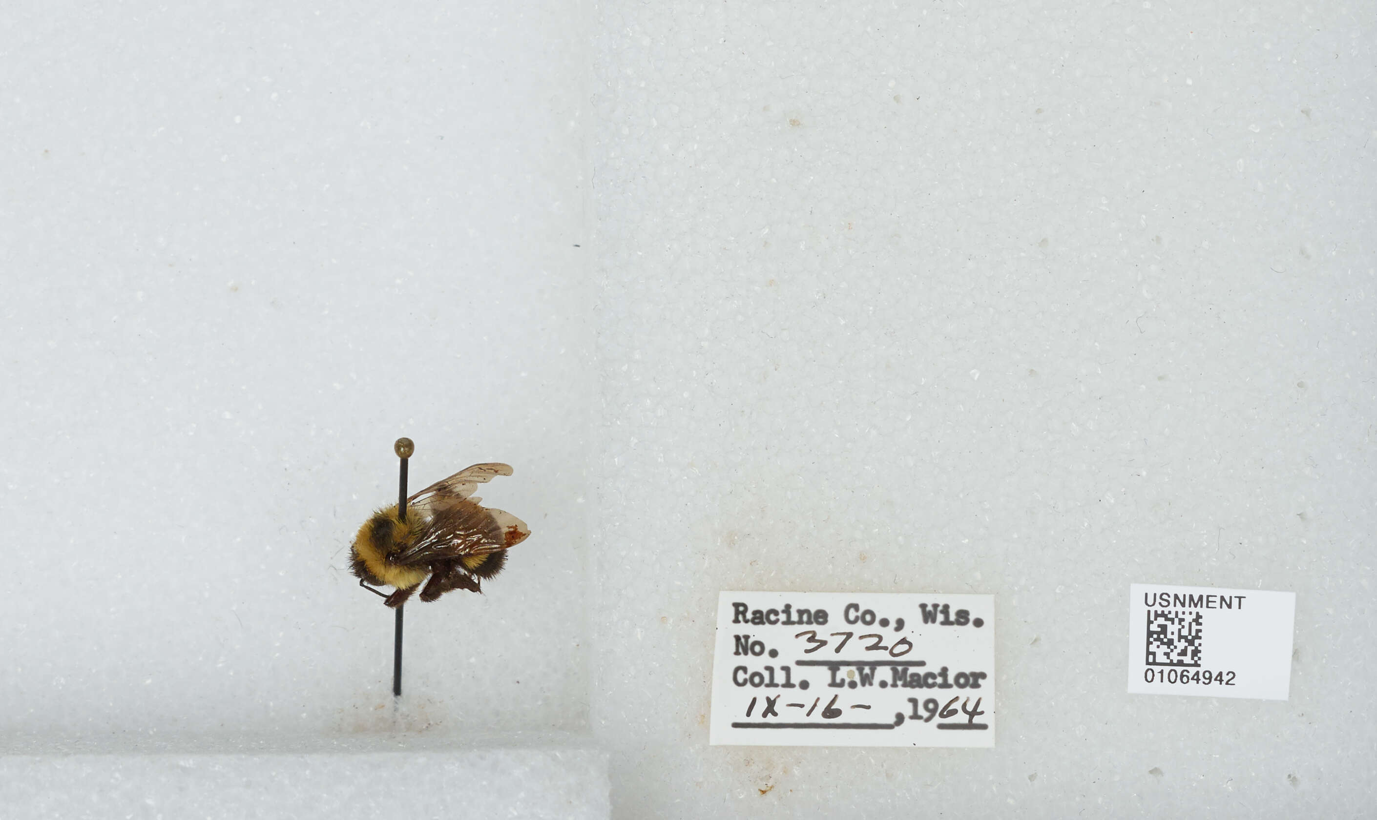 Слика од Bombus affinis Cresson 1864