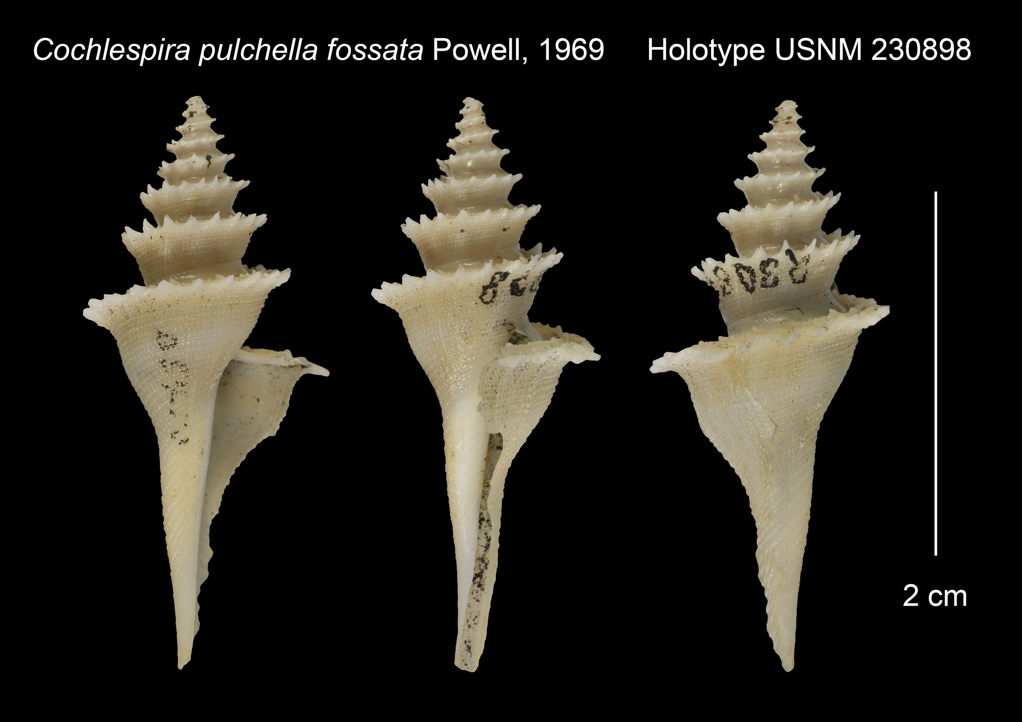 Image of Cochlespira pulchella (Schepman 1913)