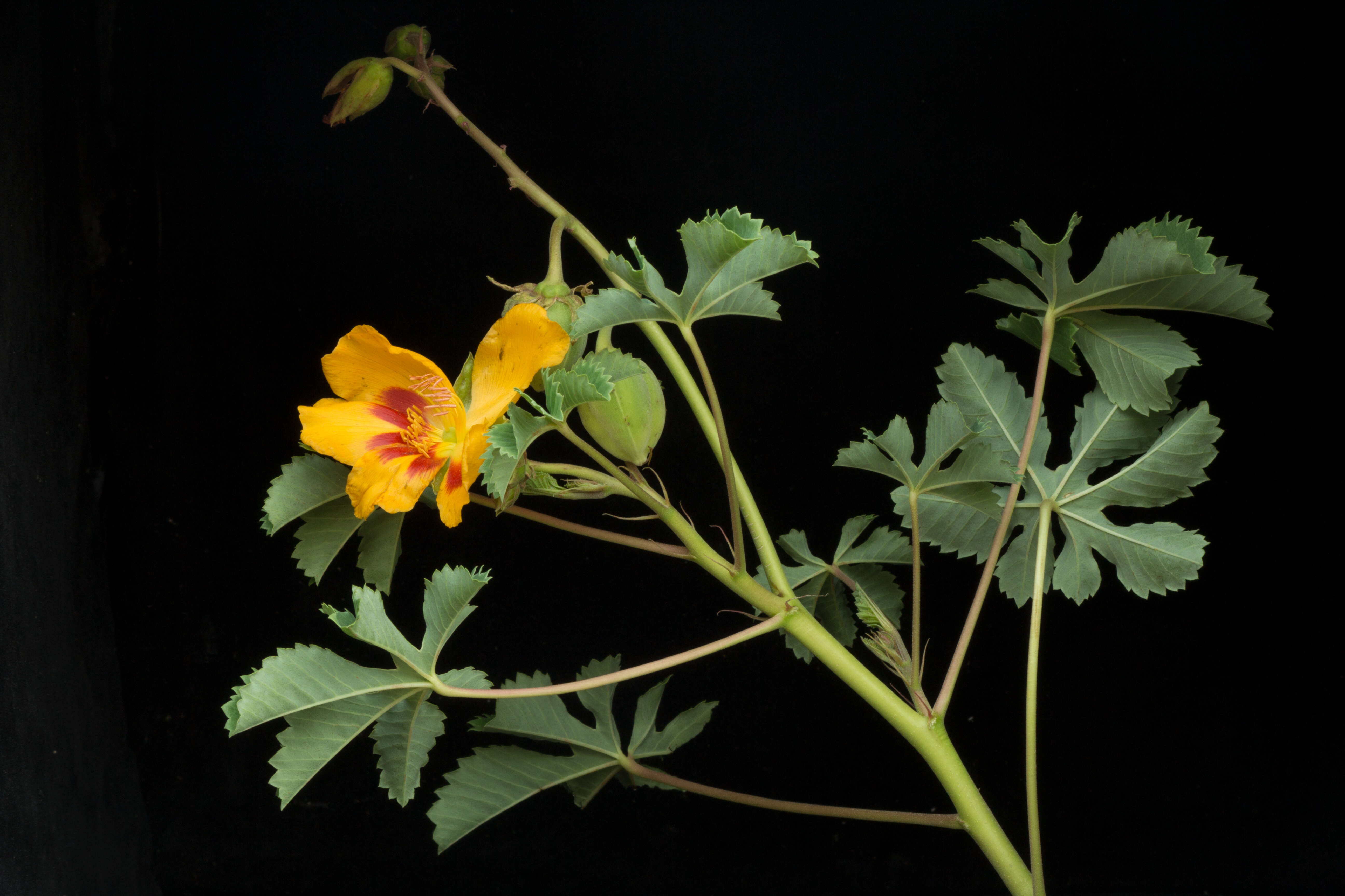 Imagem de Cochlospermum palmatifidum (Moc. & Sessé ex DC.) Byng & Christenh.