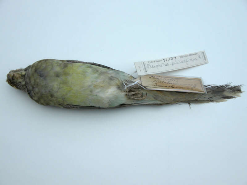 صورة <i>Psephotus pulcherrimus</i> (Gould 1845)