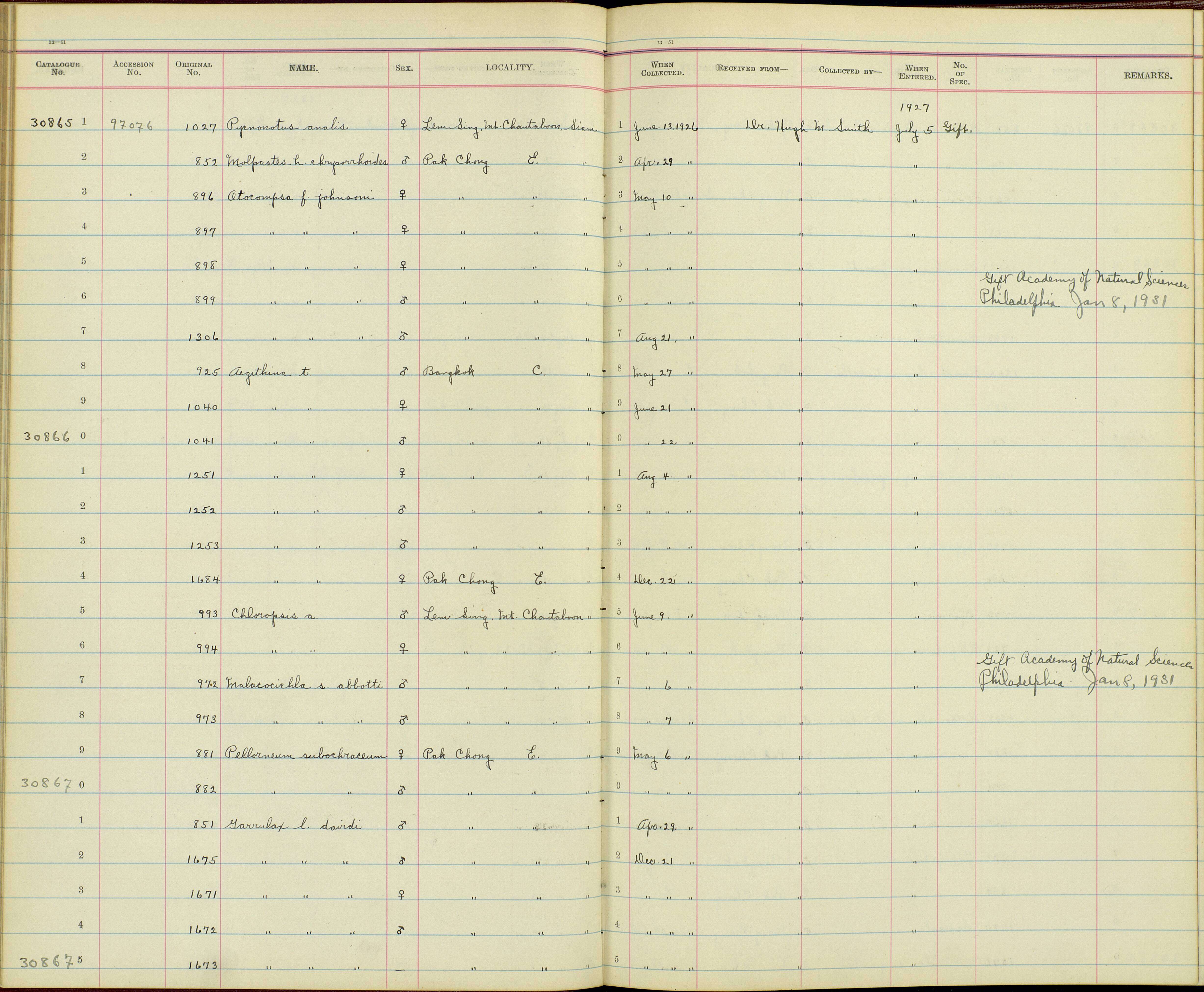 Aegithina tiphia horizoptera Oberholser 1912 resmi