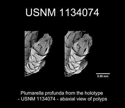 Image of Plumarella profunda Cairns 2011