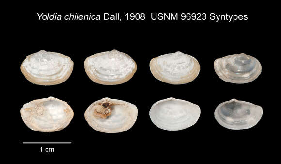 Yoldiella chilenica (Dall 1908)的圖片