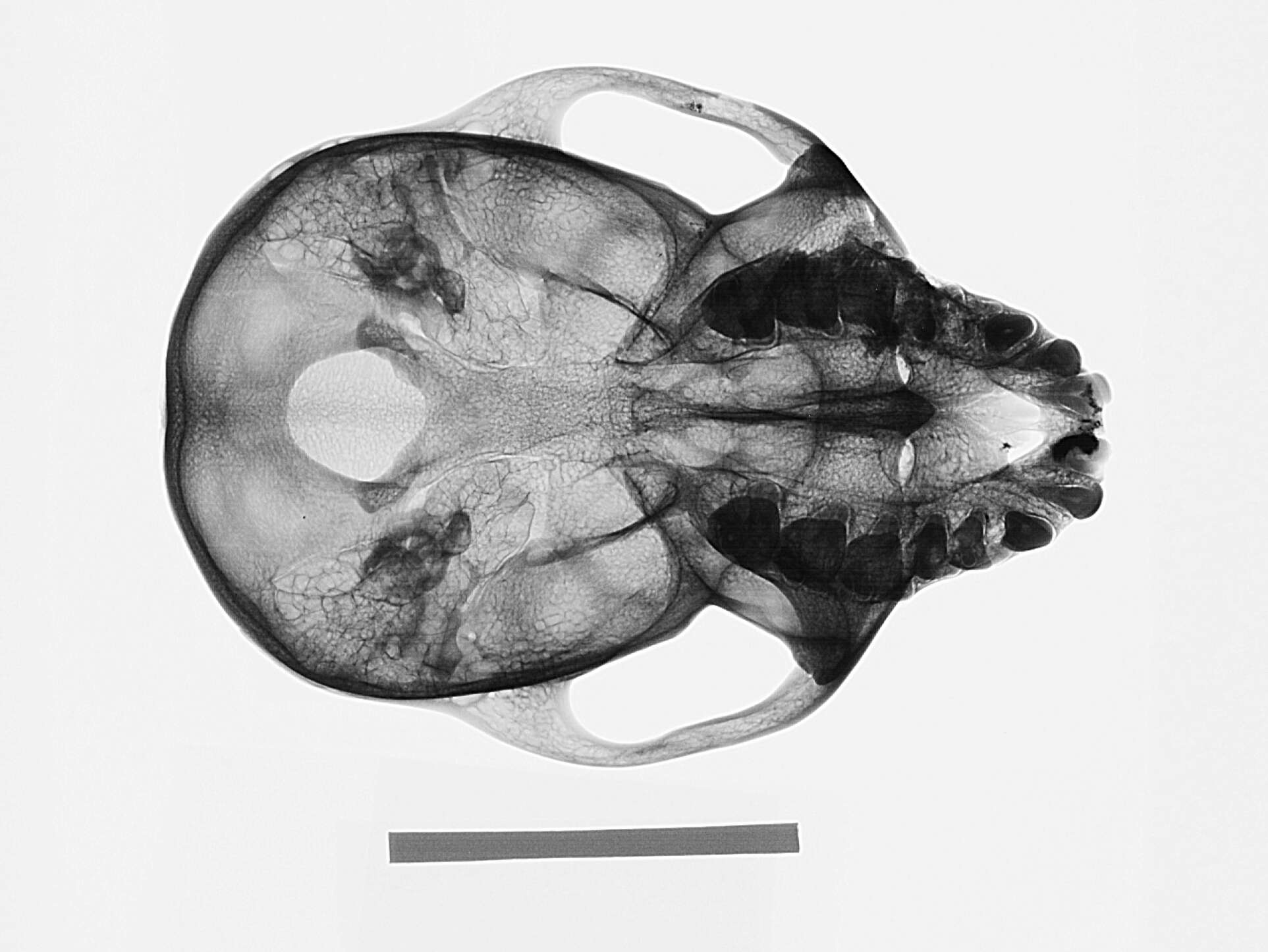 Image of Macaca fascicularis atriceps Kloss 1919