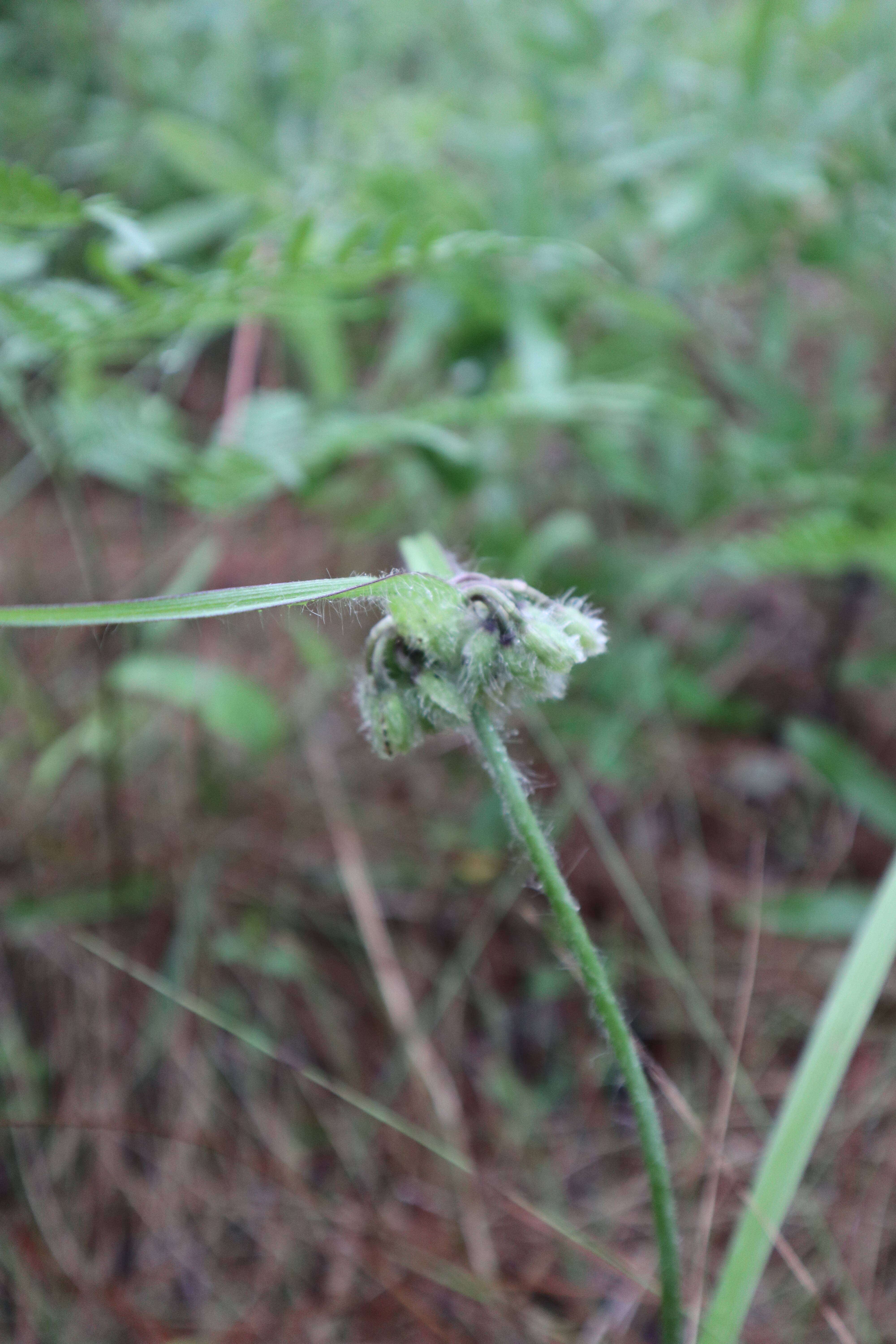 Image of hairyflower spiderwort