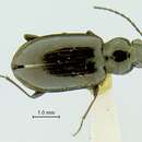 Bembidion (Peryphidium) obscuripenne Blaisdell 1902的圖片