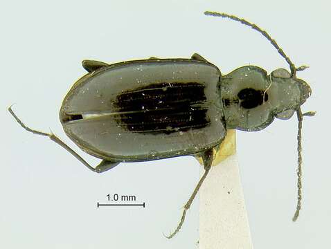 Image of Bembidion (Peryphidium) obscuripenne Blaisdell 1902