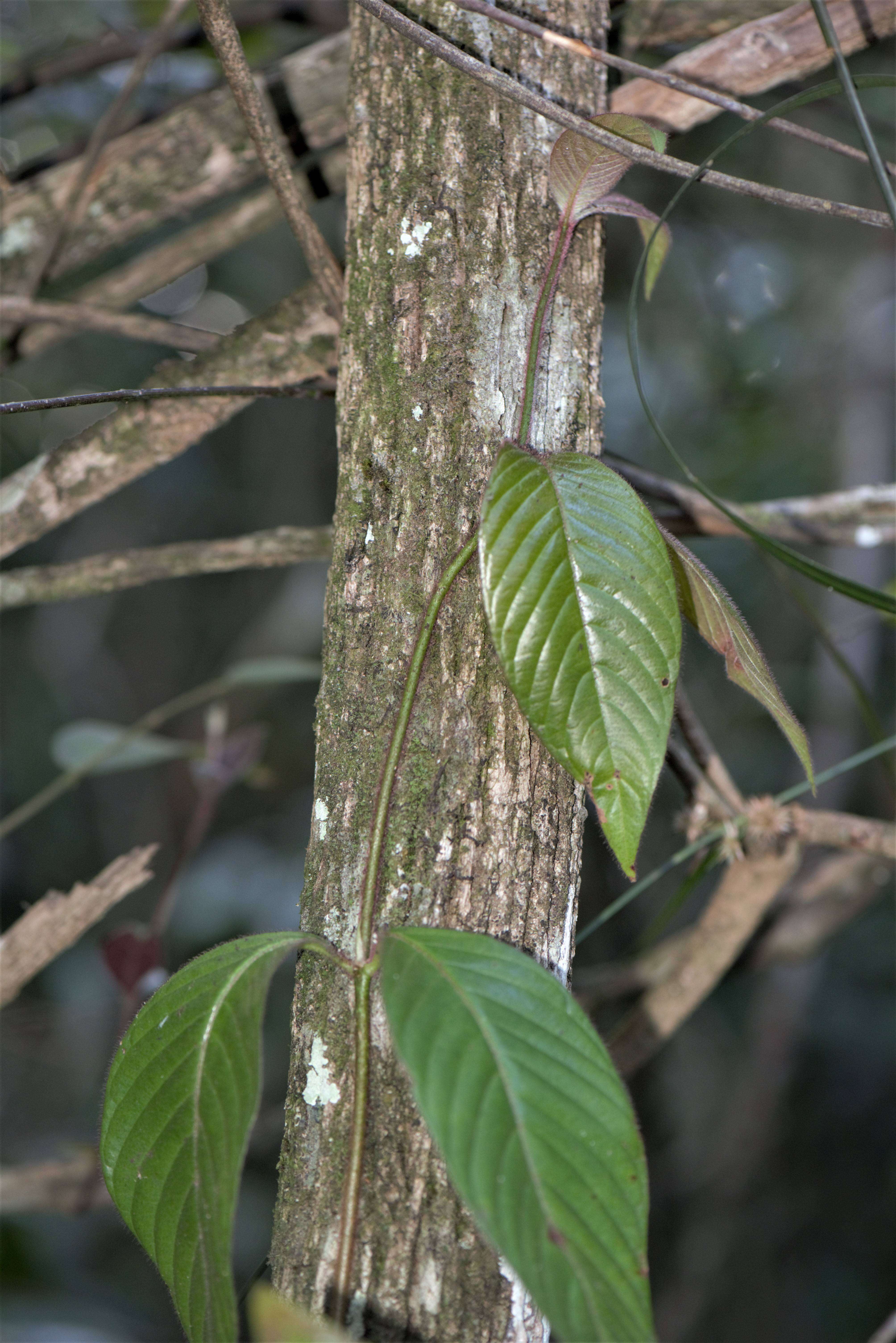 Image of Malanea Aubl.