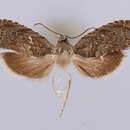 Image of Grapholita dysaethria Diakonoff 1982