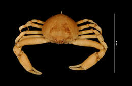 Image of Mottled Purse Crab