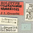 Image of Chlorophorus hainanicus Gressitt 1940