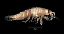 Image of Eusiridae