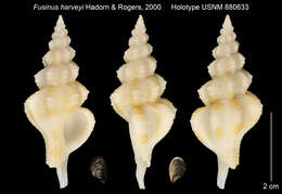 Image of Fusinus harveyi Hadorn & Roger 2000