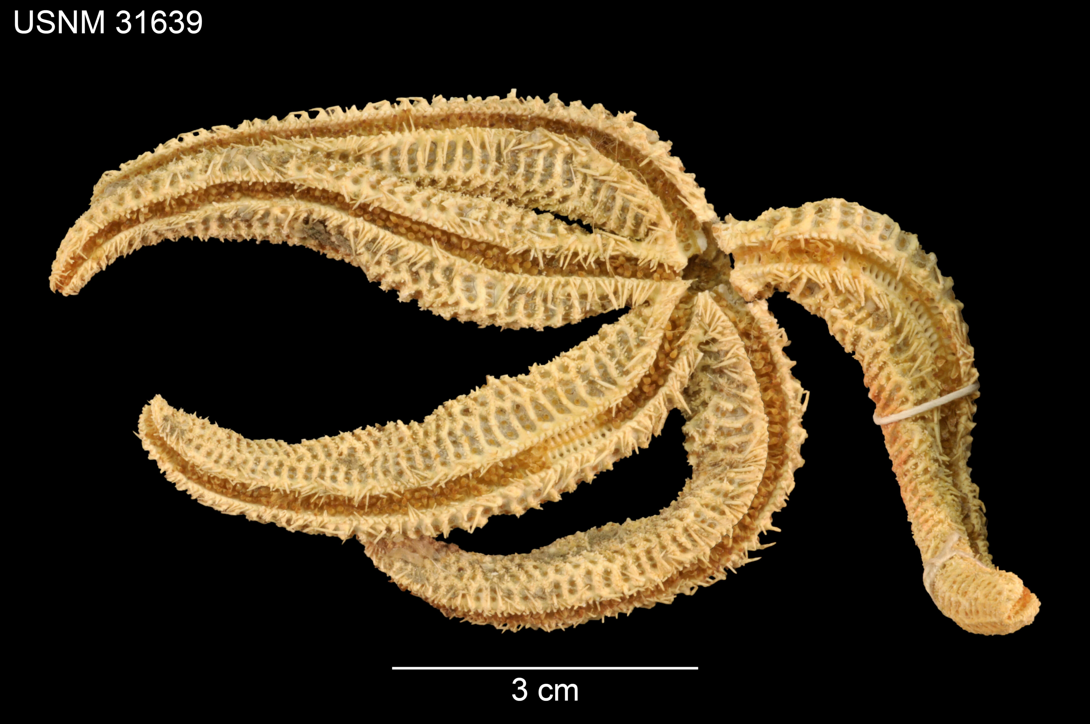 Слика од Ampheraster hyperonchus (H. L. Clark 1913)