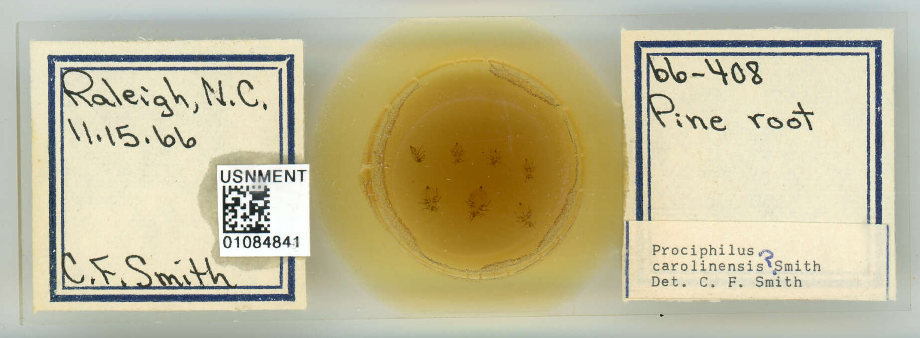 Image of Prociphilus (Prociphilus) carolinensis Smith & C. F. 1969