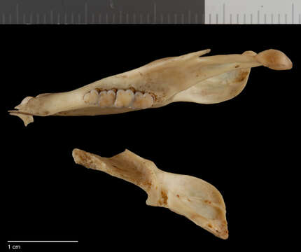 Sundasciurus hippurus hippurosus (Lyon 1907) resmi