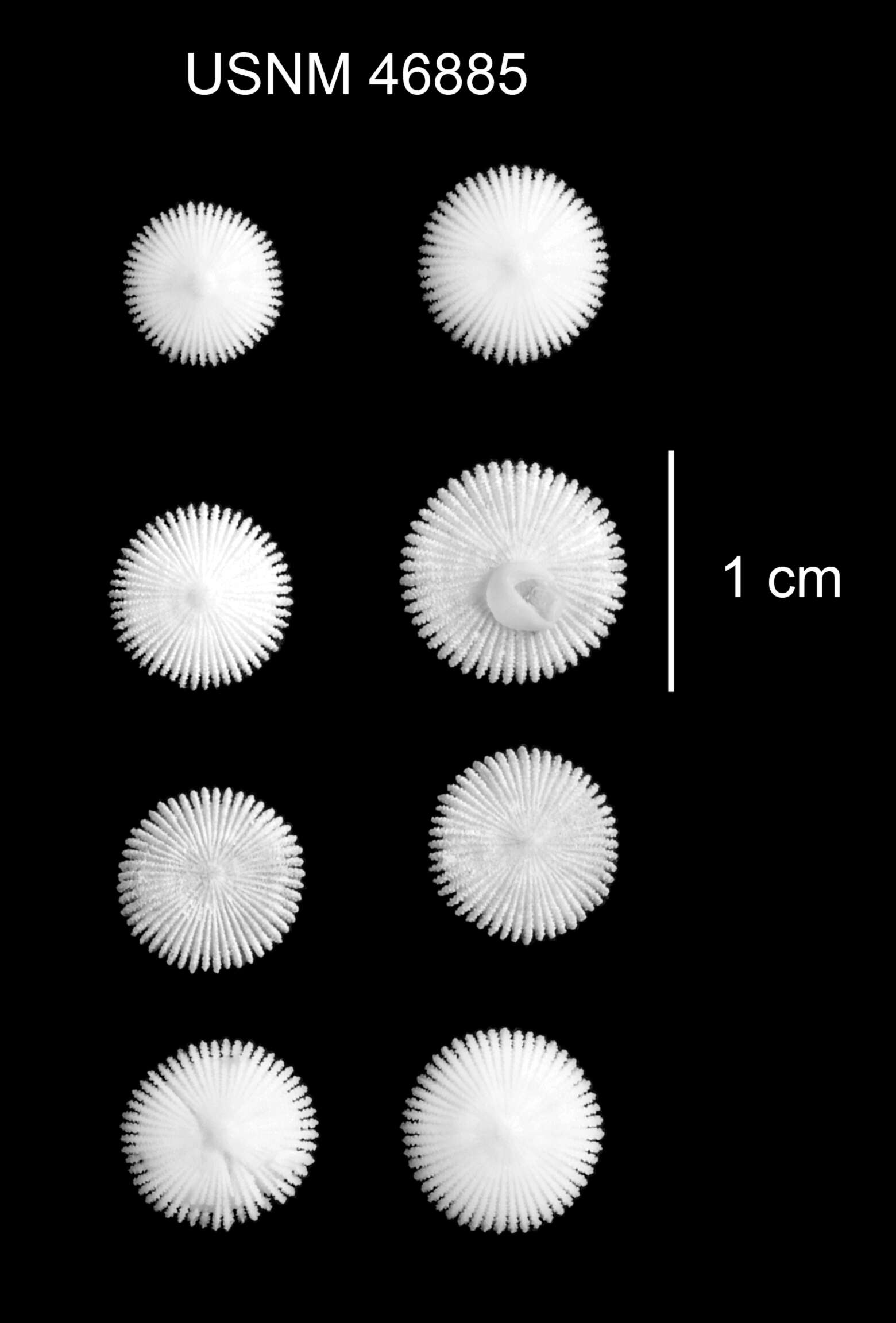 Image of Deltocyathus pourtalesi Cairns 1979