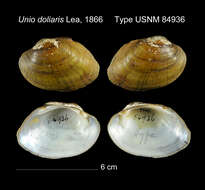 Unio doliaris I. Lea 1865的圖片