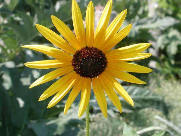 Image of common sunflower