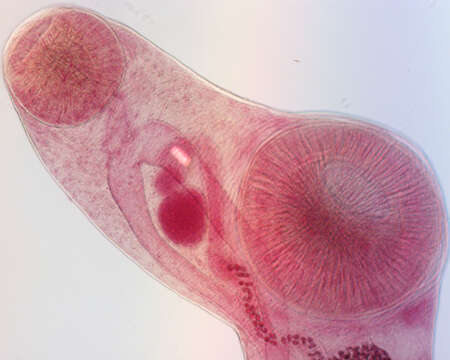 Image of Gorgoderina multilobata Ingles & Langston