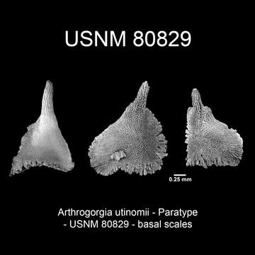 Image of Arthrogorgia utinomii Bayer 1996