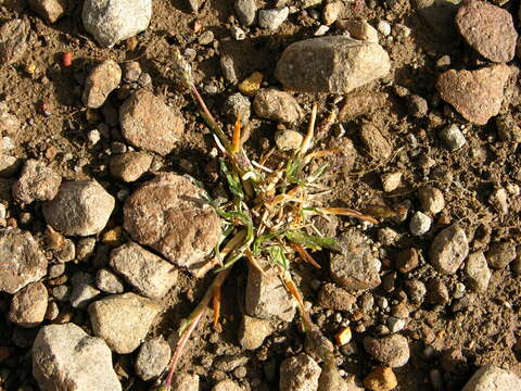 Image of Poa dissanthelioides Tovar