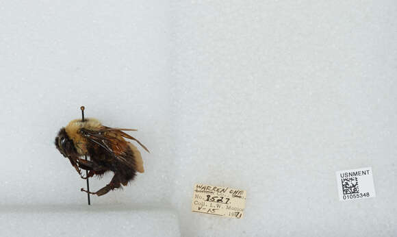 Слика од Bombus affinis Cresson 1864