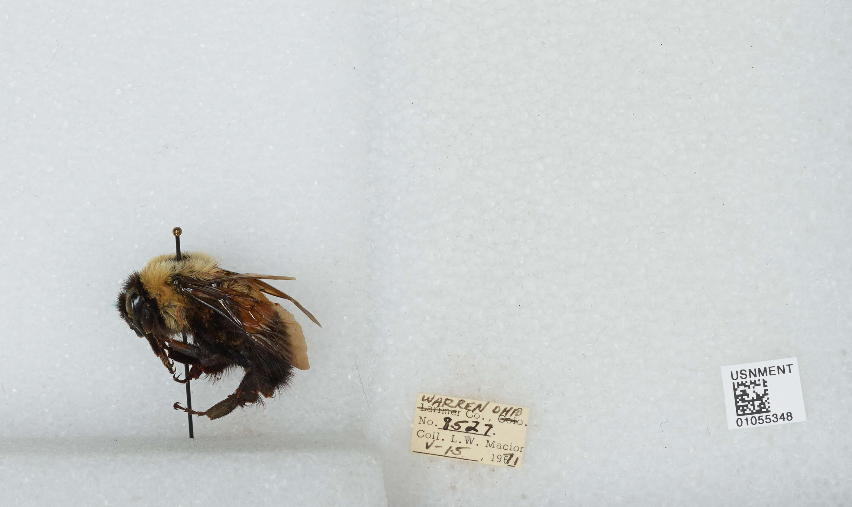 Слика од Bombus affinis Cresson 1864